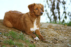 lying Nova Scotia Duck Tolling Retriever