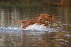 running Nova Scotia Duck Tolling Retriever