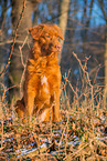 sitting Nova Scotia Duck Tolling Retriever