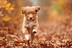 young Nova Scotia Duck Tolling Retriever