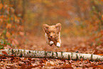 young Nova Scotia Duck Tolling Retriever