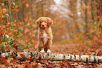 young Nova Scotia Duck Tolling Retriever