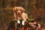 young Nova Scotia Duck Tolling Retriever