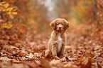 young Nova Scotia Duck Tolling Retriever