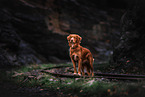 Nova Scotia Duck Tolling Retriever