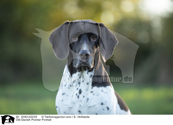 Old Danish Pointer Portrait / EHO-02035