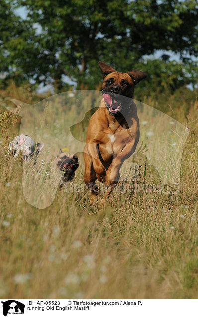 rennender Old English Mastiff / running Old English Mastiff / AP-05523