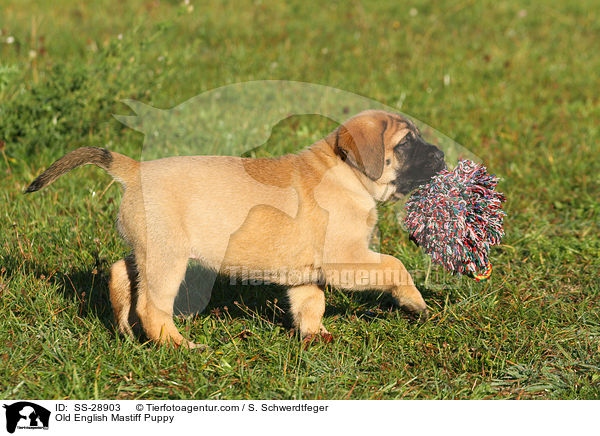 Old English Mastiff Welpe / Old English Mastiff Puppy / SS-28903