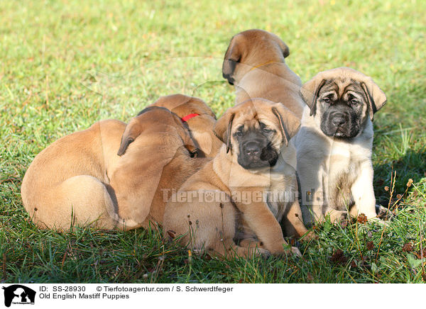 Old English Mastiff Welpen / Old English Mastiff Puppies / SS-28930