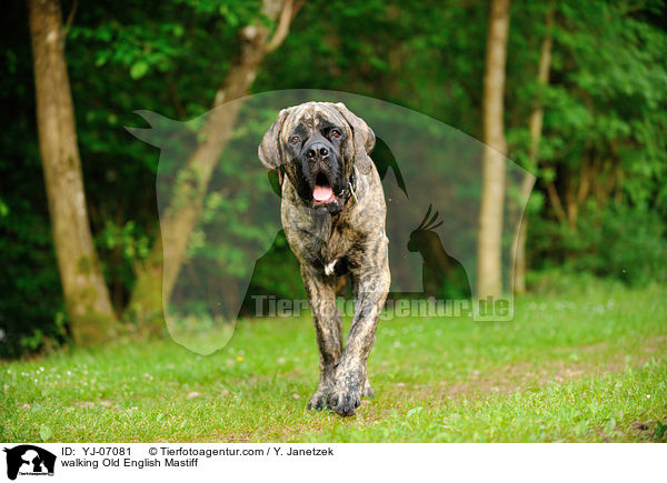 laufender Old English Mastiff / walking Old English Mastiff / YJ-07081