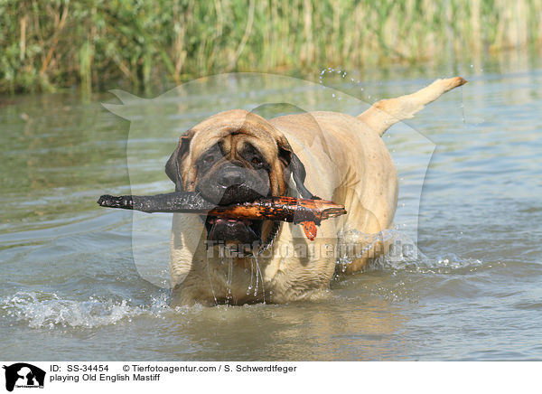 spielender Old English Mastiff / playing Old English Mastiff / SS-34454