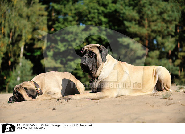 Old English Mastiffs / Old English Mastiffs / YJ-07455