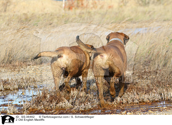 2 Old English Mastiffs / 2 Old English Mastiffs / SS-36462