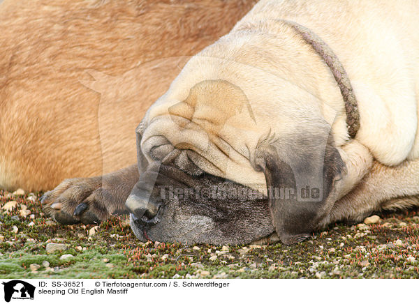 schlafender Old English Mastiff / sleeping Old English Mastiff / SS-36521