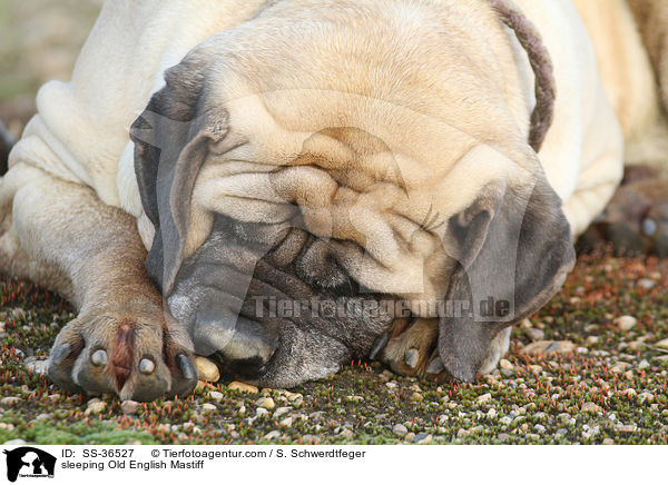 schlafender Old English Mastiff / sleeping Old English Mastiff / SS-36527