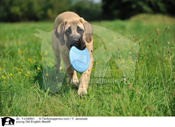 junger Old English Mastiff / young Old English Mastiff / YJ-08881