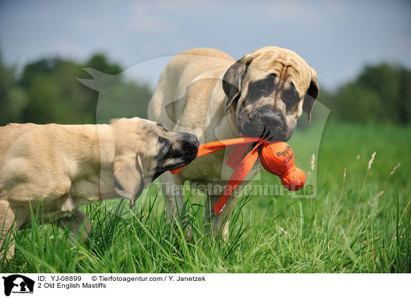 2 Old English Mastiffs / 2 Old English Mastiffs / YJ-08899