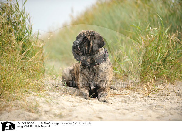 liegender Old English Mastiff / lying Old English Mastiff / YJ-09691