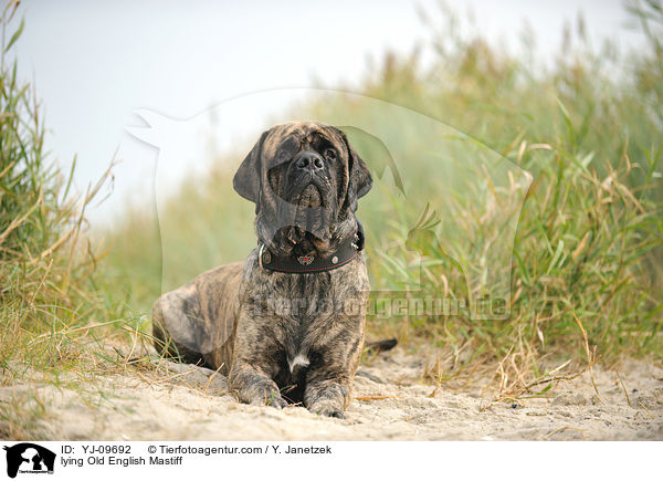 liegender Old English Mastiff / lying Old English Mastiff / YJ-09692