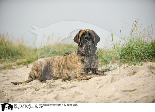 liegender Old English Mastiff / lying Old English Mastiff / YJ-09705