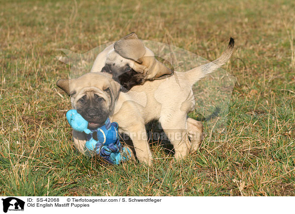 Old English Mastiff Welpen / Old English Mastiff Puppies / SS-42068