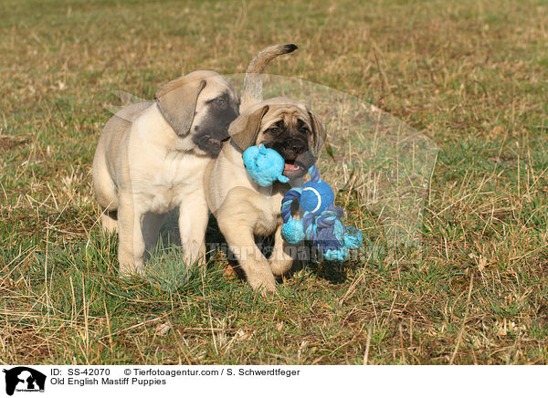 Old English Mastiff Puppies / SS-42070