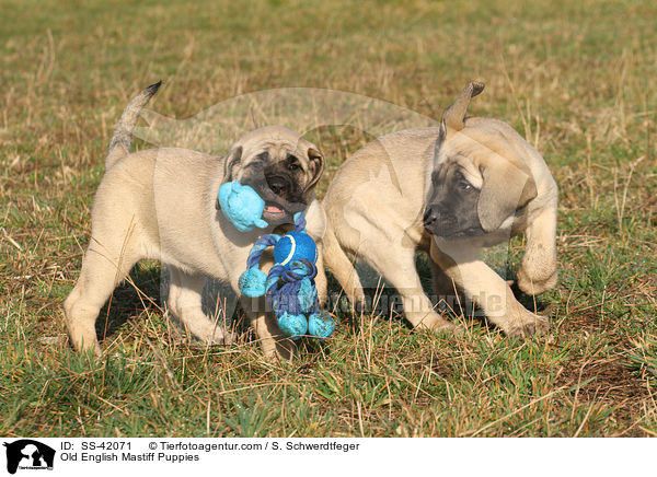 Old English Mastiff Welpen / Old English Mastiff Puppies / SS-42071