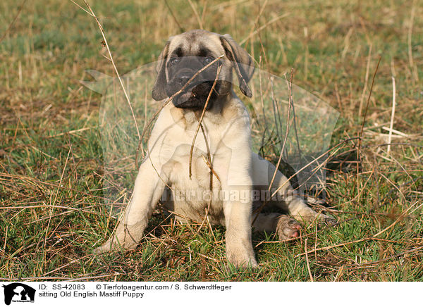 sitzender Old English Mastiff Welpe / sitting Old English Mastiff Puppy / SS-42083