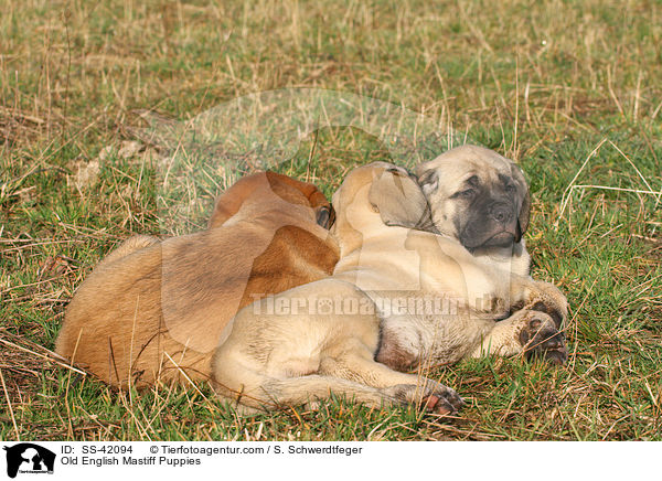 Old English Mastiff Welpen / Old English Mastiff Puppies / SS-42094