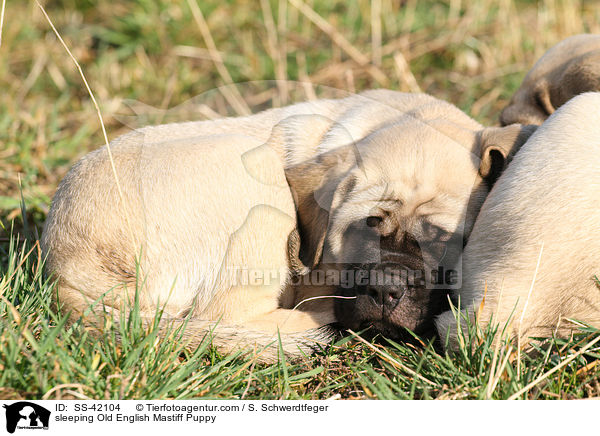 schlafender Old English Mastiff Welpe / sleeping Old English Mastiff Puppy / SS-42104