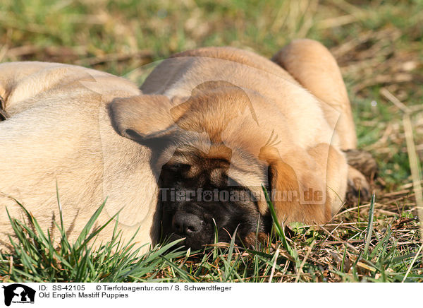 Old English Mastiff Welpen / Old English Mastiff Puppies / SS-42105