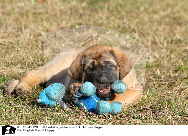 Old English Mastiff Welpe / Old English Mastiff Puppy / SS-42129