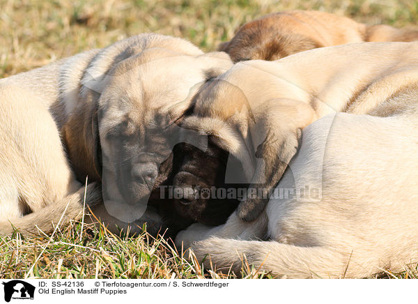 Old English Mastiff Puppies / SS-42136