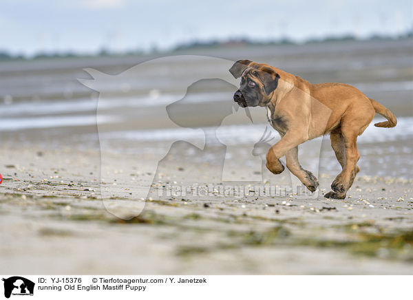 rennender Old English Mastiff Welpe / running Old English Mastiff Puppy / YJ-15376