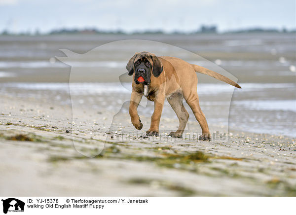 laufender Old English Mastiff Welpe / walking Old English Mastiff Puppy / YJ-15378