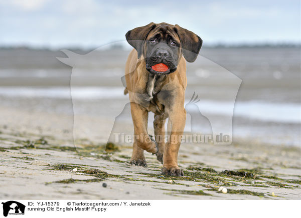 rennender Old English Mastiff Welpe / running Old English Mastiff Puppy / YJ-15379