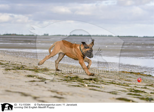 rennender Old English Mastiff Welpe / running Old English Mastiff Puppy / YJ-15384