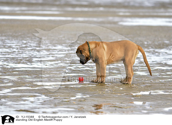 stehender Old English Mastiff Welpe / standing Old English Mastiff Puppy / YJ-15388