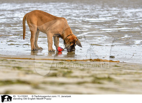 stehender Old English Mastiff Welpe / standing Old English Mastiff Puppy / YJ-15391