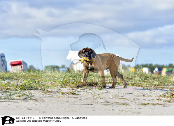 walking Old English Mastiff Puppy / YJ-15410