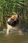 shaking Old English Mastiff