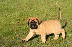 Old English Mastiff Puppy