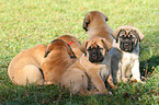 Old English Mastiff Puppies