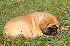 Old English Mastiff Puppy