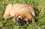 Old English Mastiff Puppy