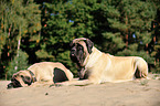 Old English Mastiffs