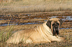 lying Old English Mastiff