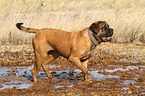 walking Old English Mastiff