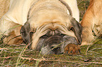 sleeping Old English Mastiff