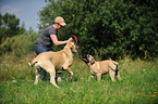 2 Old English Mastiffs